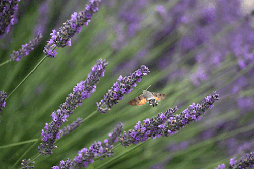 The Surprising Benefits of Squeezing Wild Lavender in Your Hands