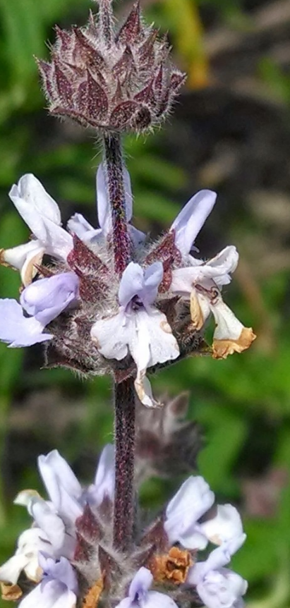 Why I use Wild Sage for Menopause Relief