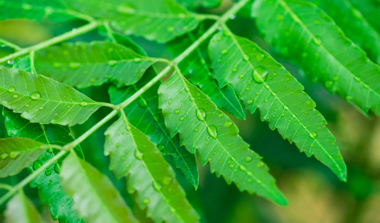 Why I drink Neem (Bitter Bush tea)